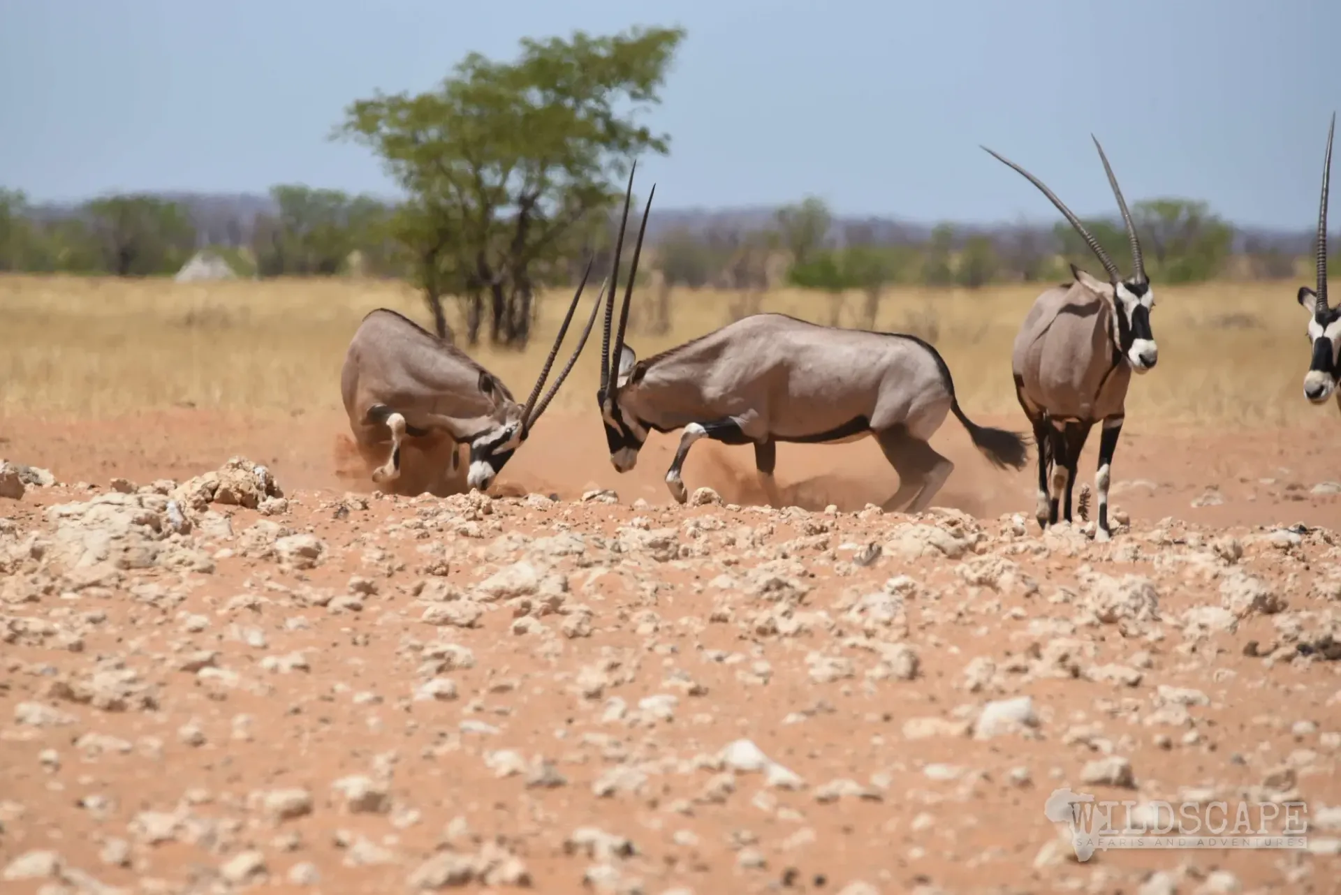 Oryx at a waterhole in front of dry hills