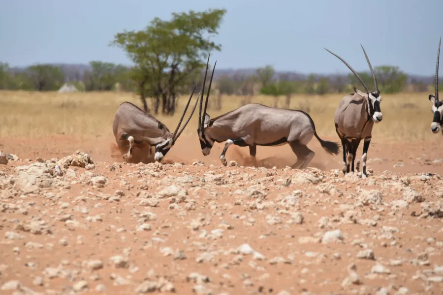 Oryx at a waterhole in front of dry hills