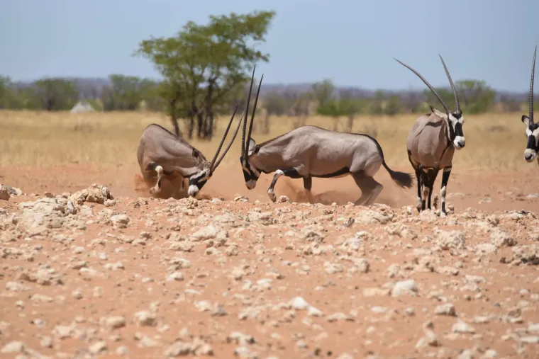 Oryx at a waterhole in front of dry hills