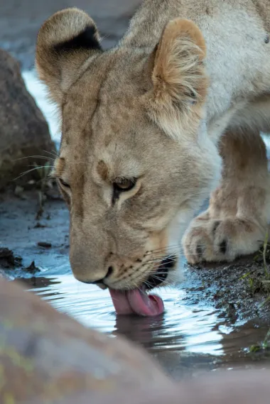 A young lioness drinking at the water, her reflection below
