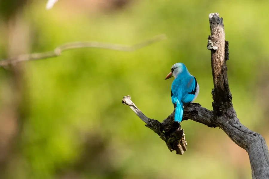 A blue-plumaged bird perched on a dead branch