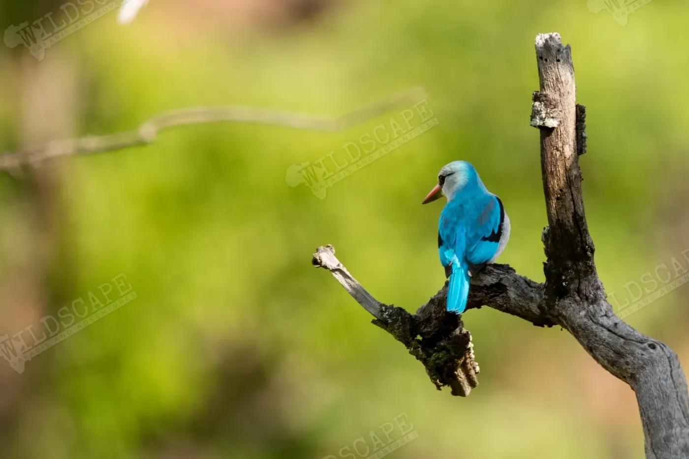 A blue-plumaged bird perched on a dead branch