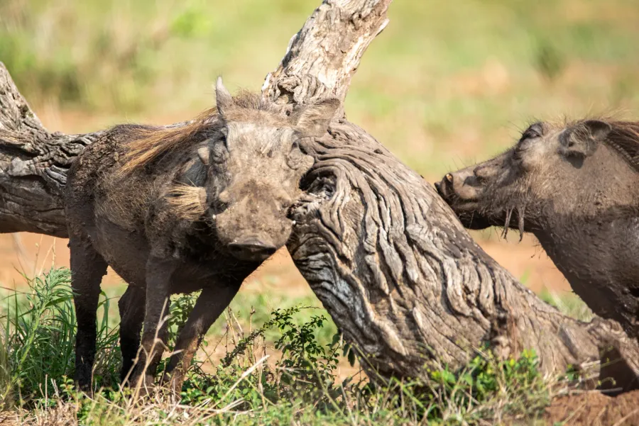 Two warthogs covered head to toe in mud