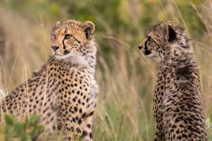 Two young cheetahs scanning attentively over the tall grass