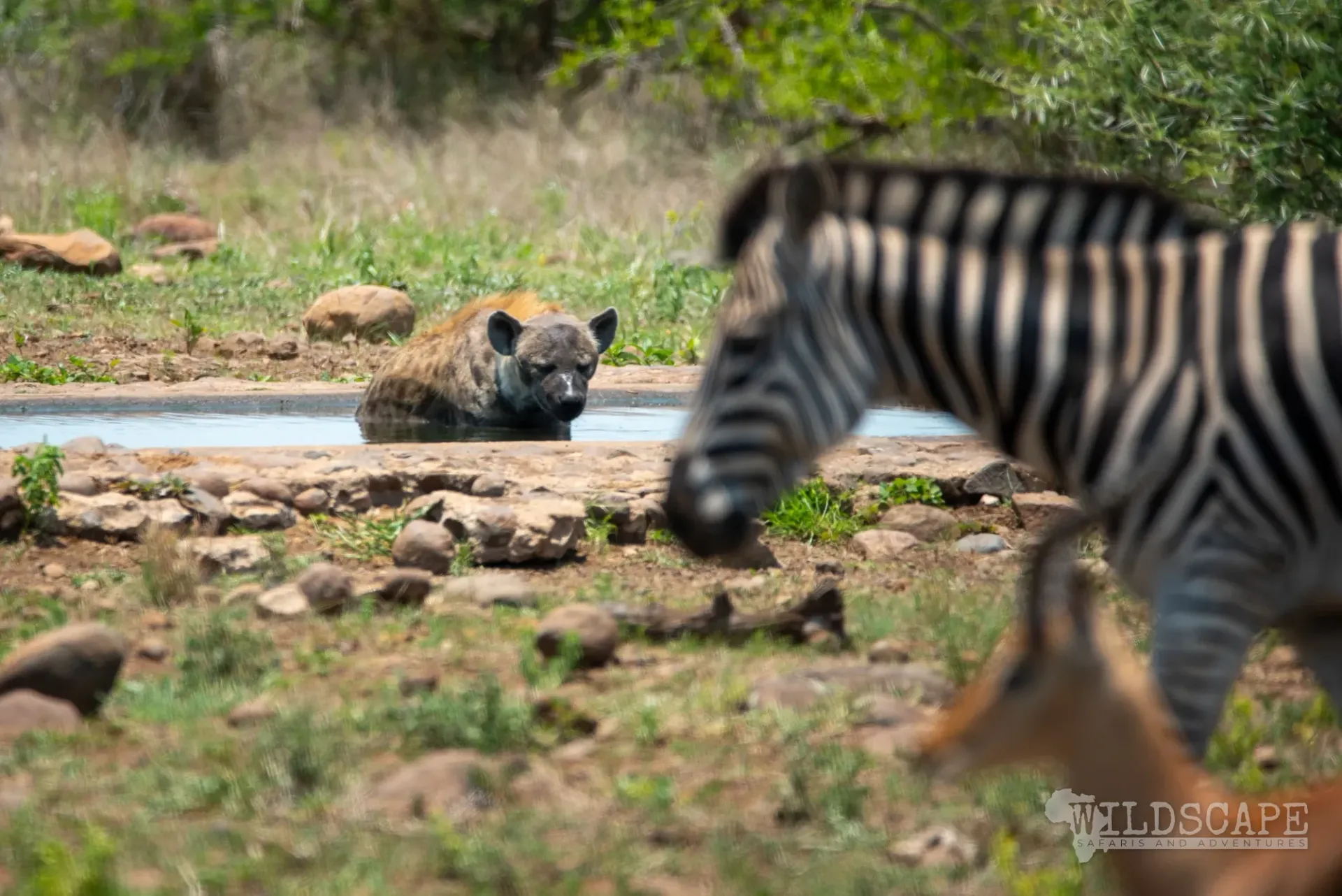 A spotted hyena lying in a waterhole, a zebra in the foreground