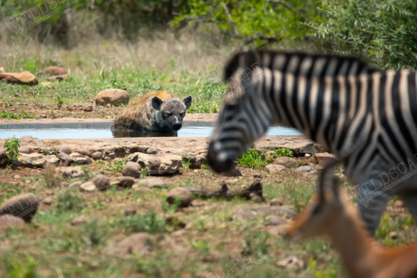 A spotted hyena lying in a waterhole, a zebra in the foreground