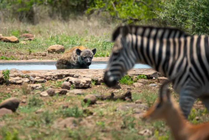 A spotted hyena lying in a waterhole, a zebra in the foreground