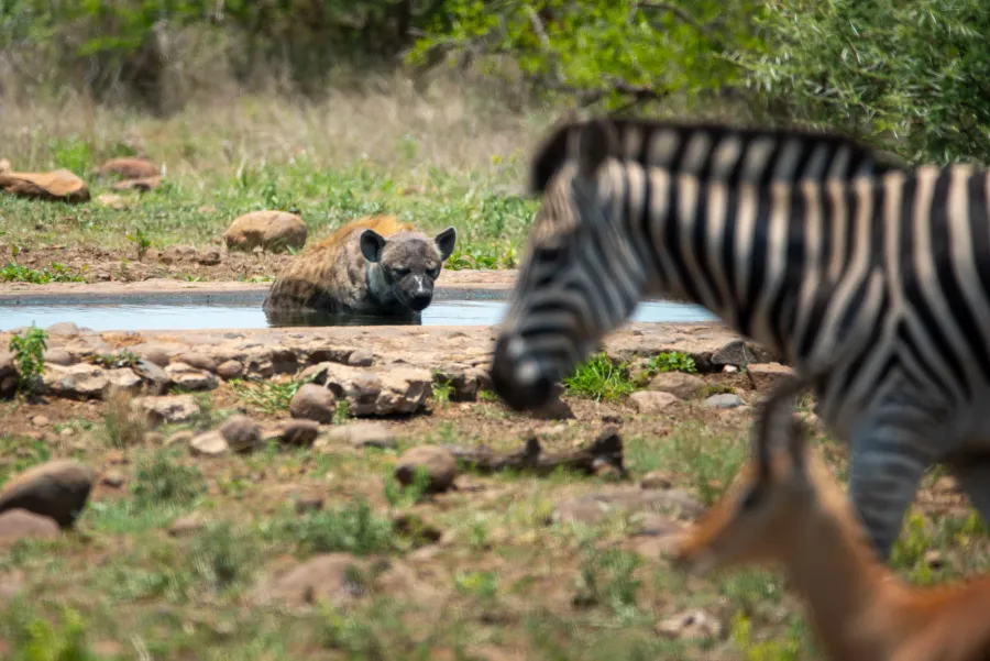 A spotted hyena lying in a waterhole, a zebra in the foreground