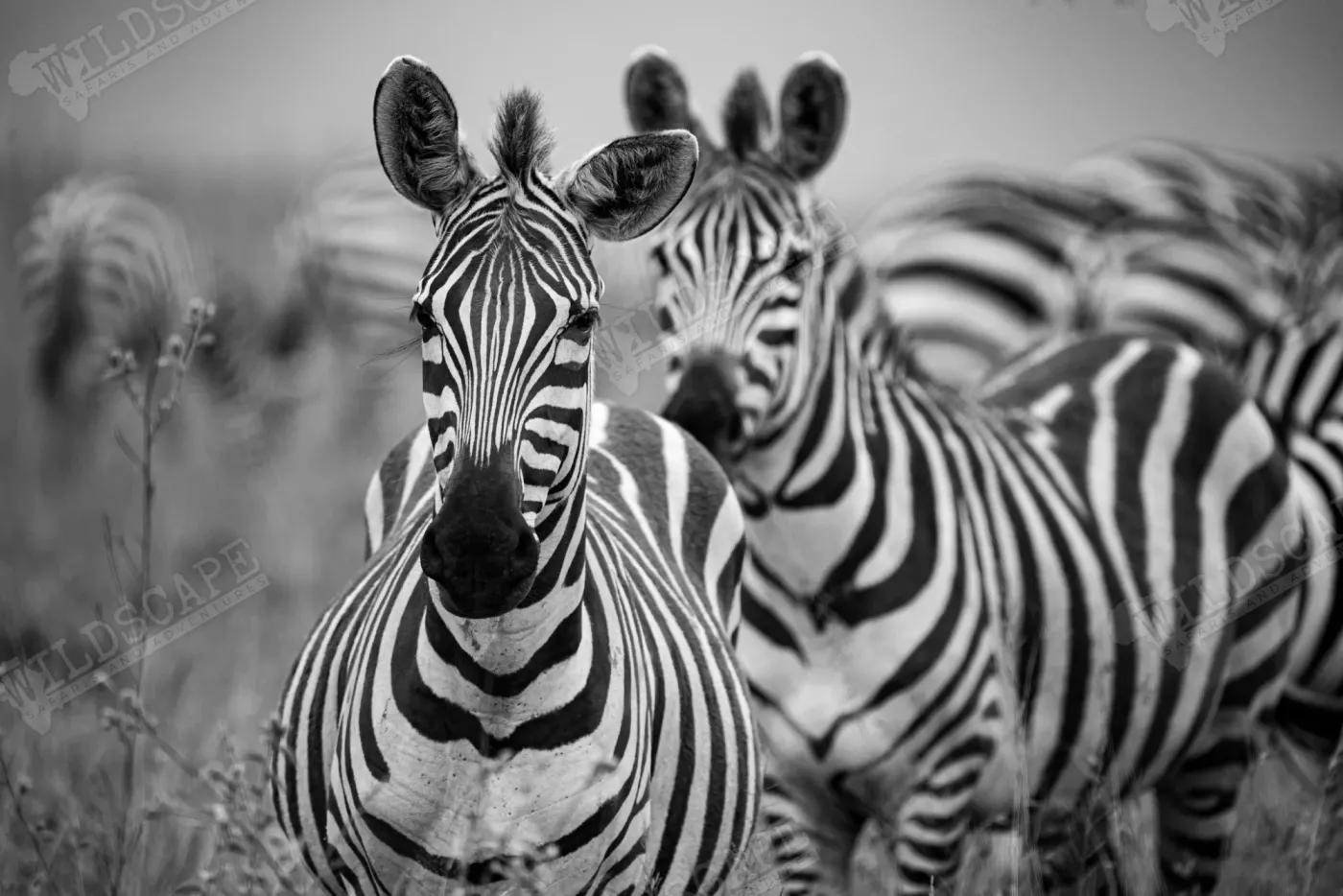 Several zebras crowded together, their stripe patterns overlapping