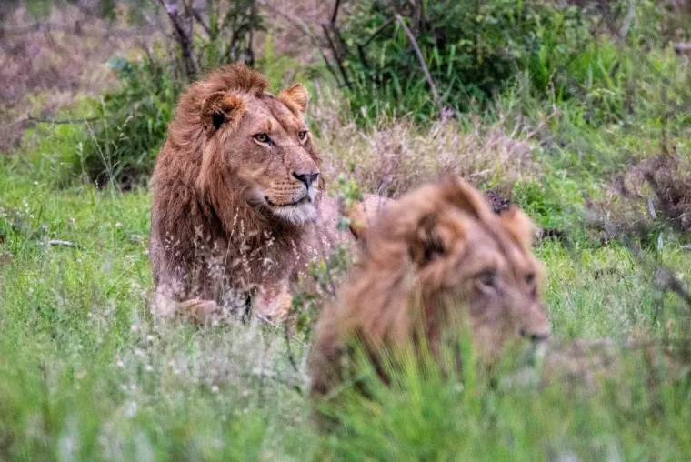 Two adult male lions lying next to each other in the grass
