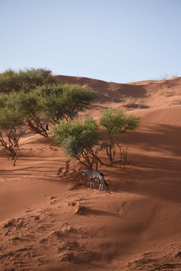 Desert Solitude