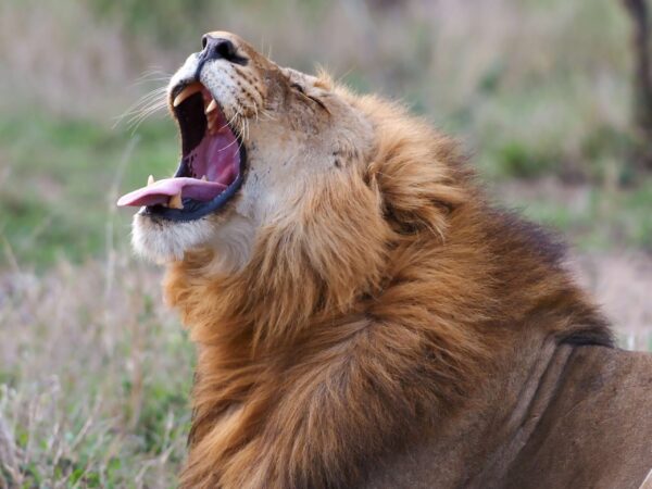 Serene Yawn